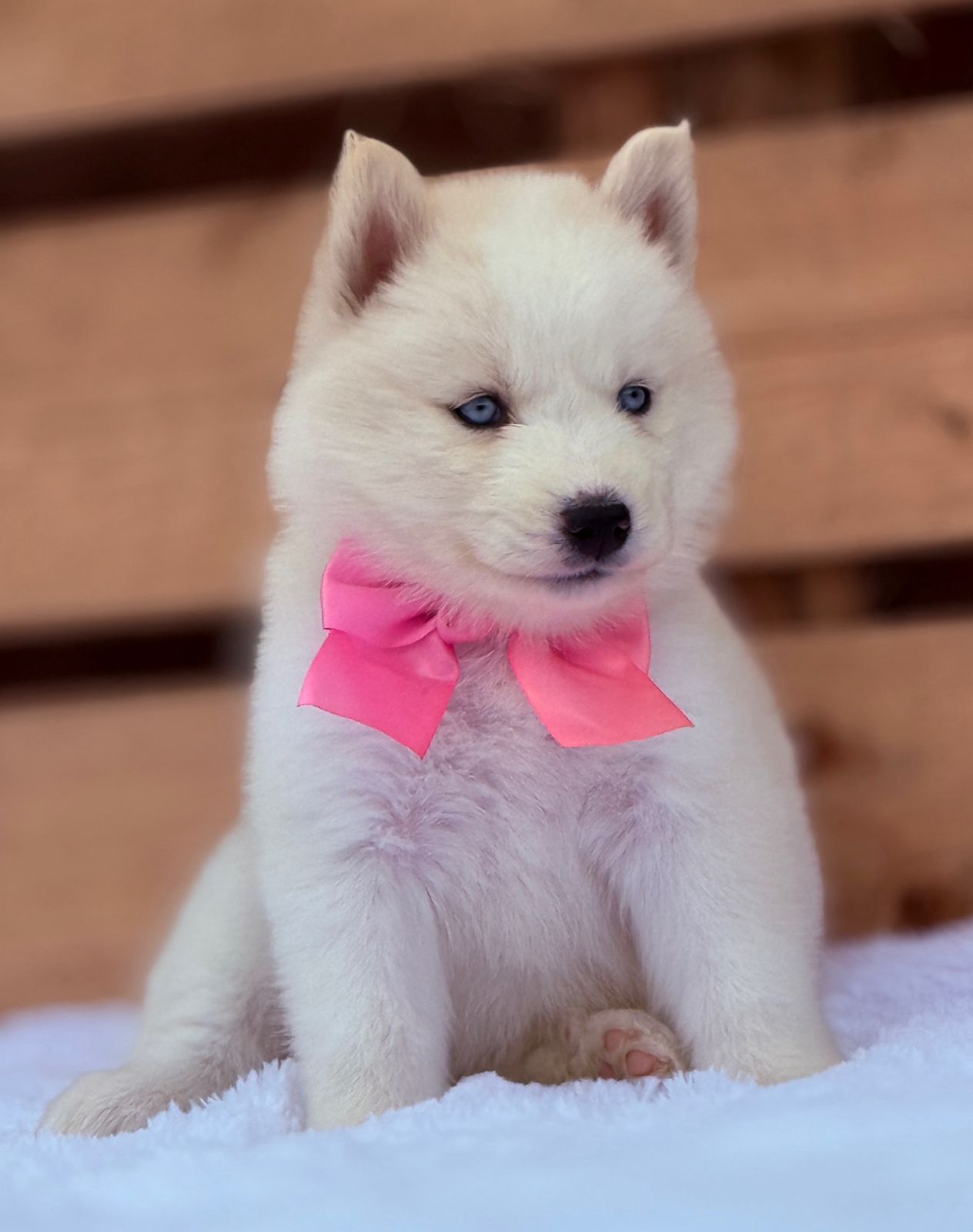 Husky