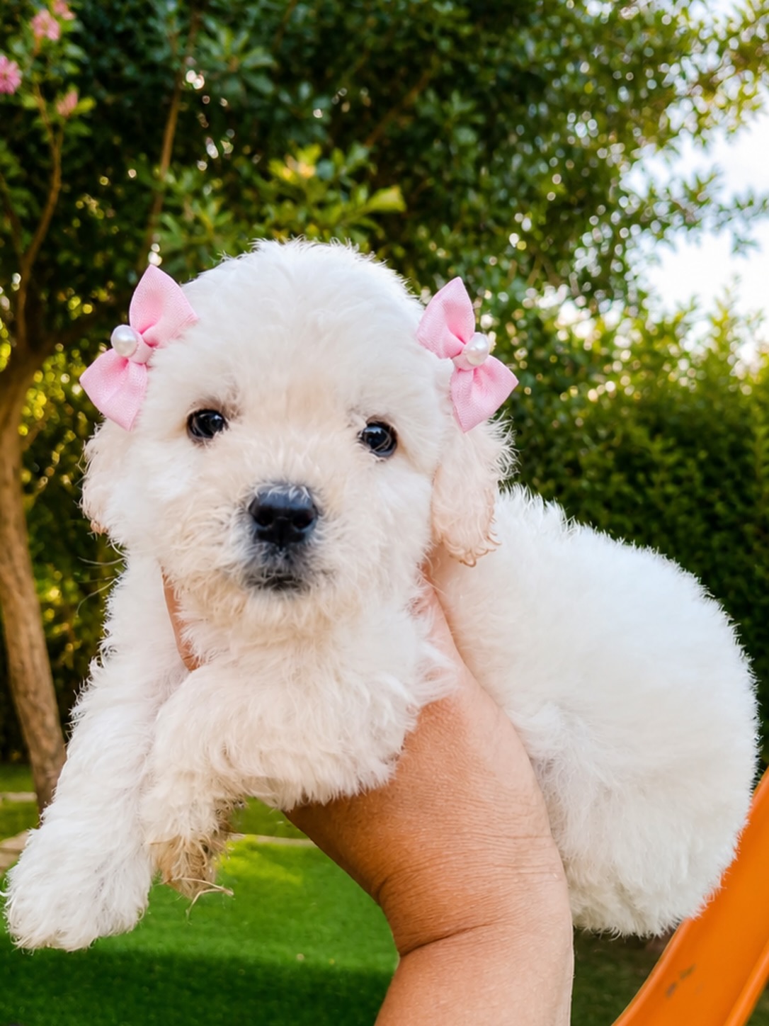 Peluquería canina