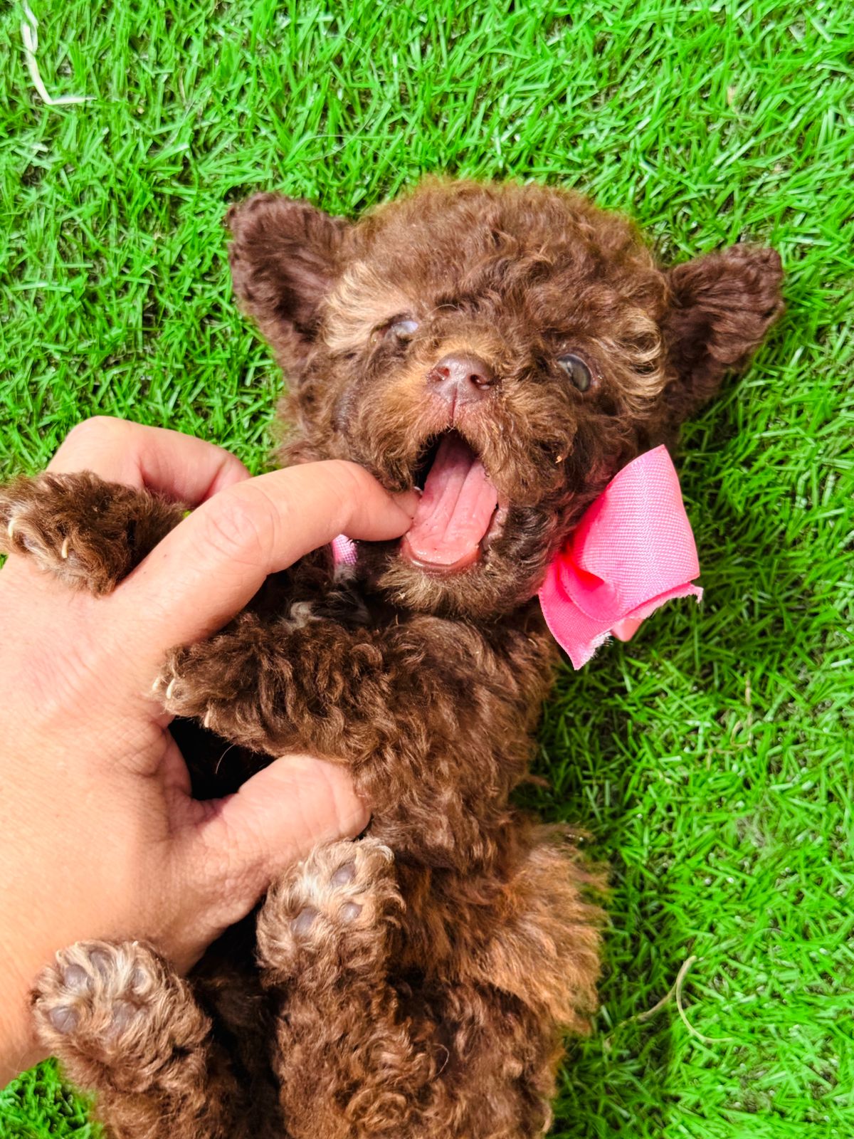 Asesoramiento sobre cachorros